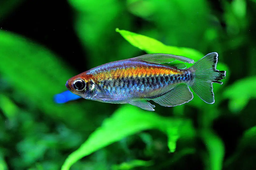 phenacogrammus interruptus | Congo tetra