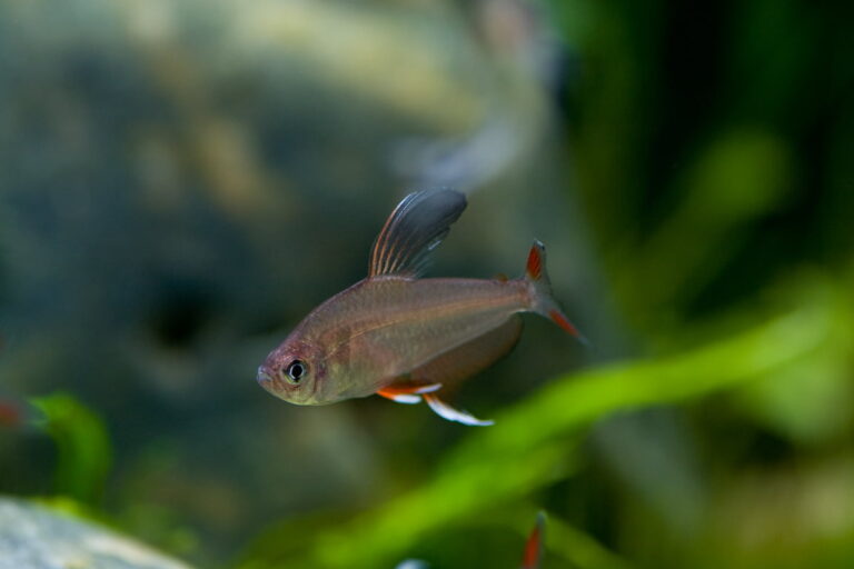 Candy Cane Tetra Care: Lifespan, Breeding, Tank Requirement - Tetra ...