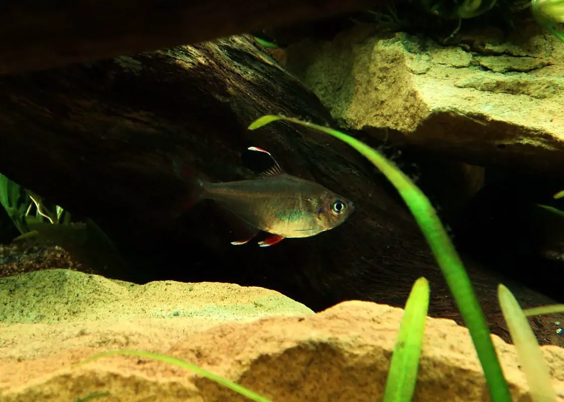 Rosy Tetra Care