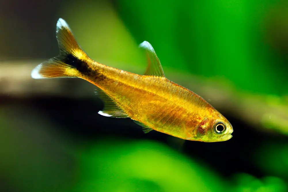 Silvertip Tetra