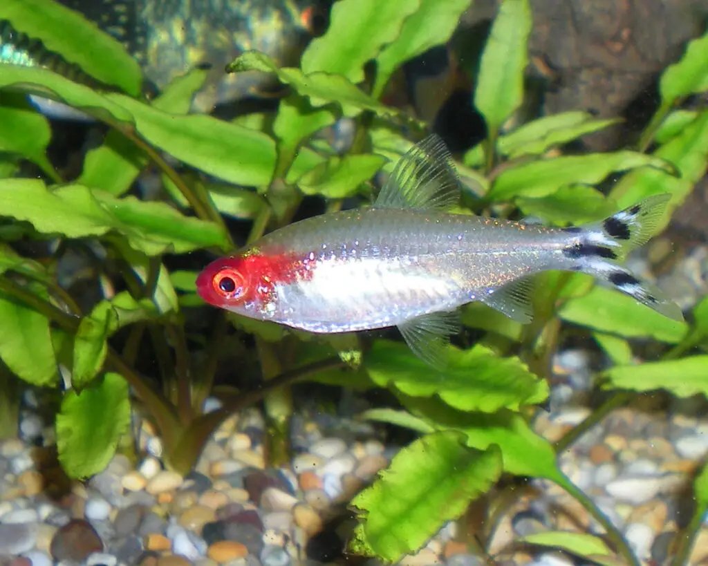 rummy nose tetra