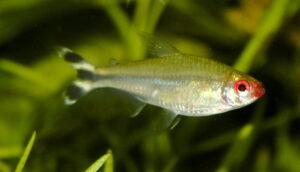 Rummy Nose Tetra - Here is Everything You Need to Know About the Fish