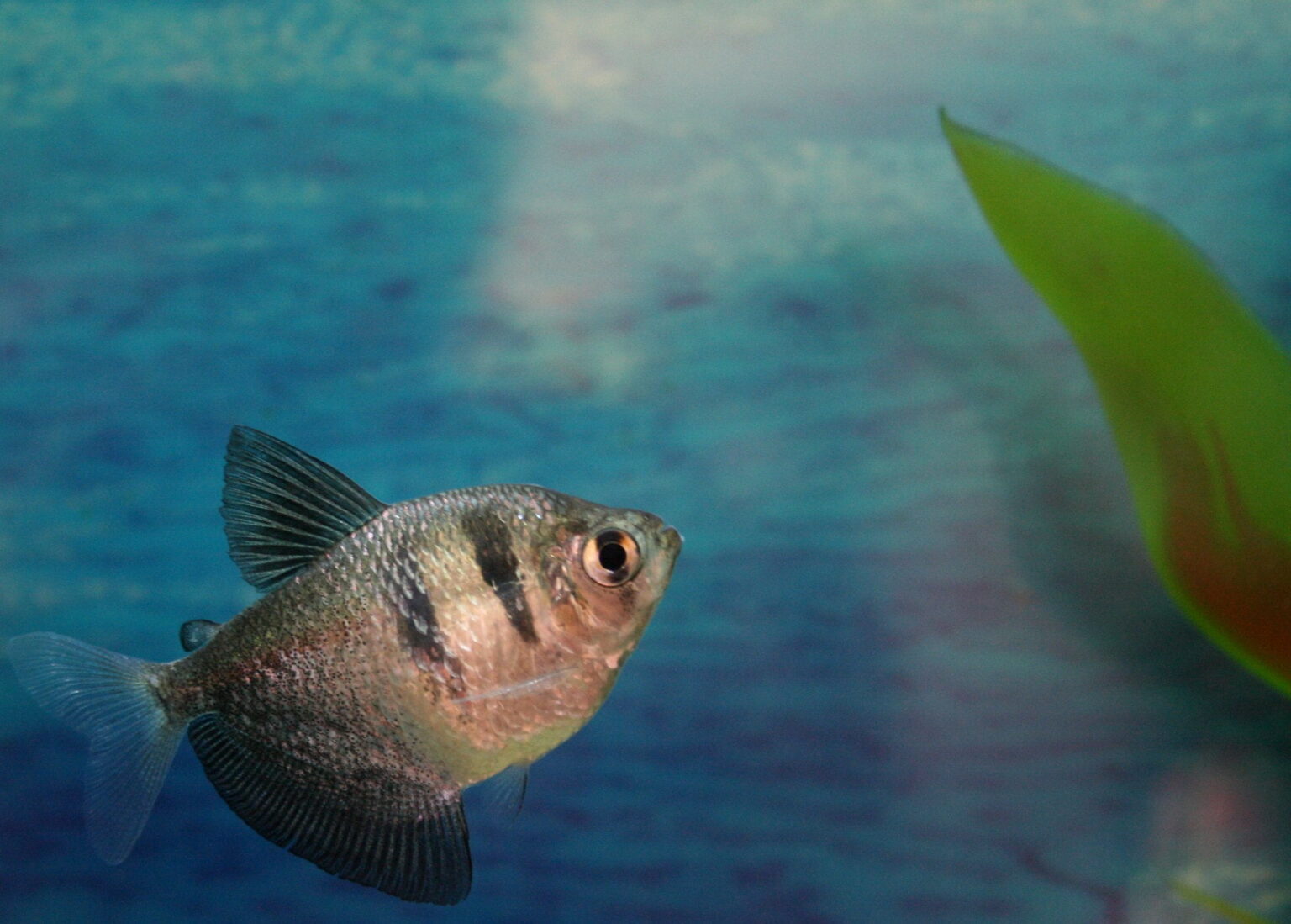 Black Skirt Tetra Profile Care, Size, Lifespan, Tank Mates, Breeding