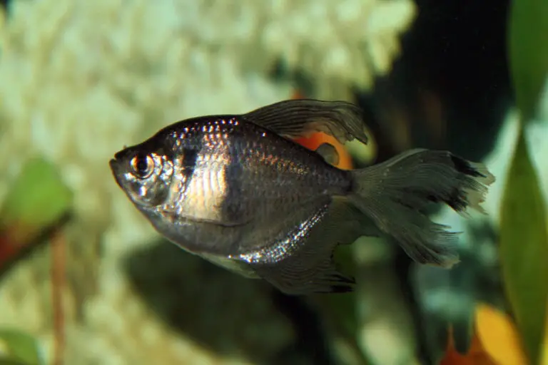 black skirt tetra