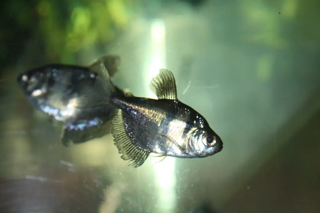 breeding black skirt tetra