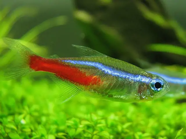 neon tetra