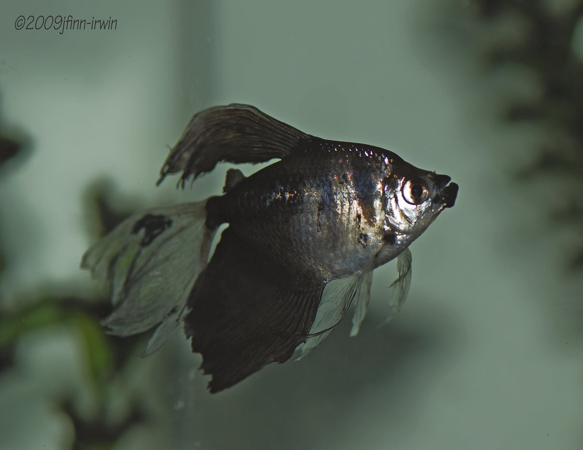 Black Skirt Tetra Profile: Care, Size, Lifespan, Tank Mates, Breeding