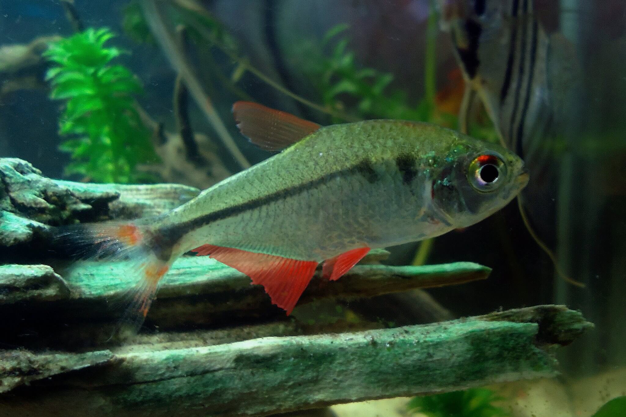 7 Attractive White Color Tetras for Your Aquarium - Tetra Fish Care