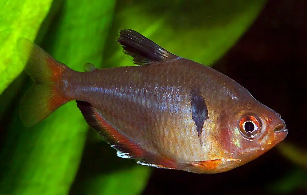 Serpae Tetra Everything You Need To Know About The Fish,What Is Whey