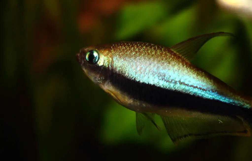 emperor tetra