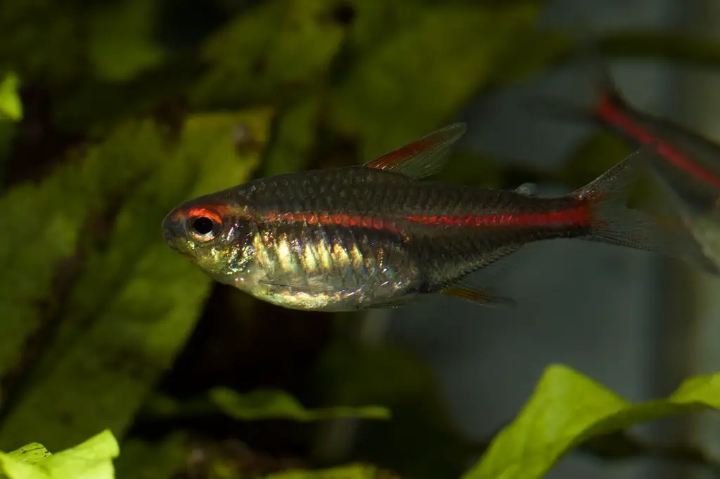 Female Glowlight Tetra