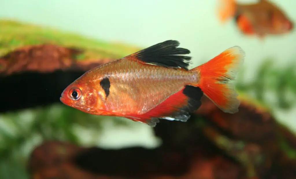 serpae tetra