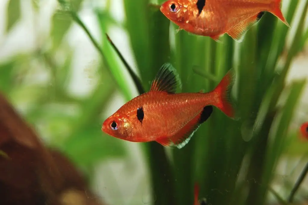 serpae tetra