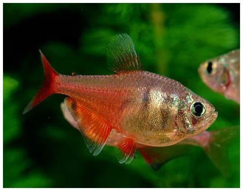 Flame Tetra: Care, Origin, Tank Setup, Lifespan, Disease, Tankmates