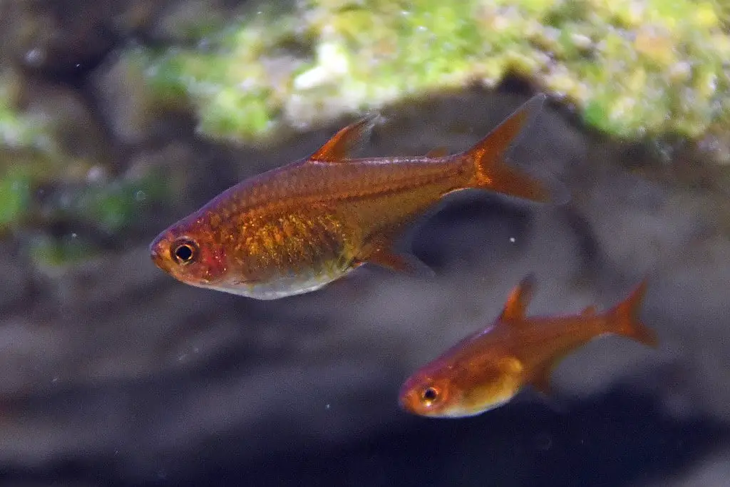 Ember Tetra | Breeding Tetra fish