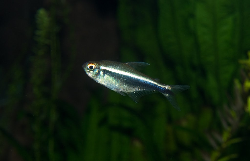 black neon tetra