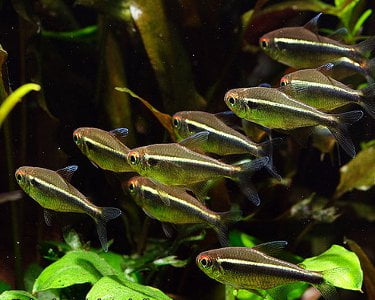 Black Neon Tetra school