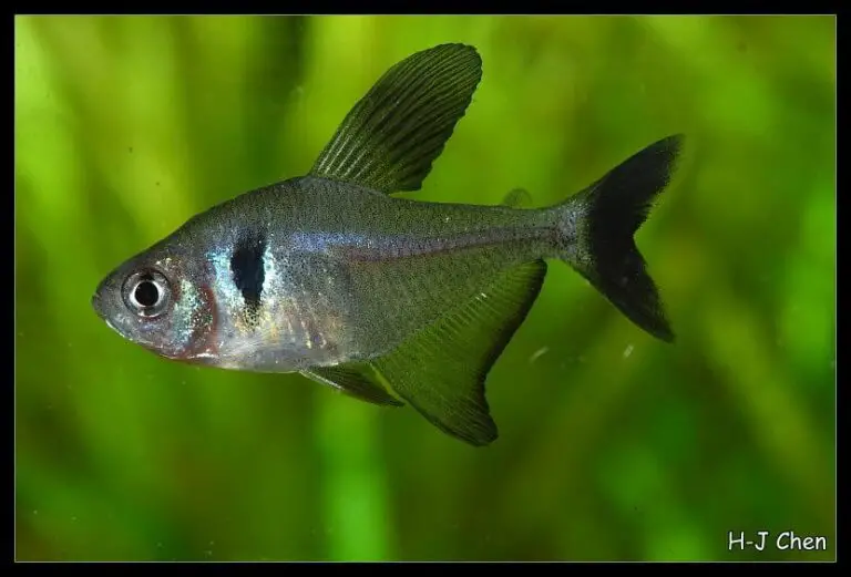 47 Types of Tetra Fish [From A to Z] | A Complete Tetra Species Guide