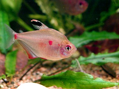 bleeding heart tetra