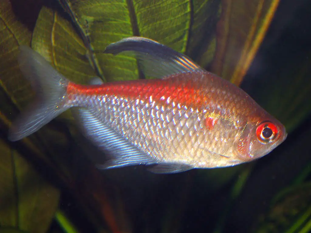 wild bleeding heart tetra