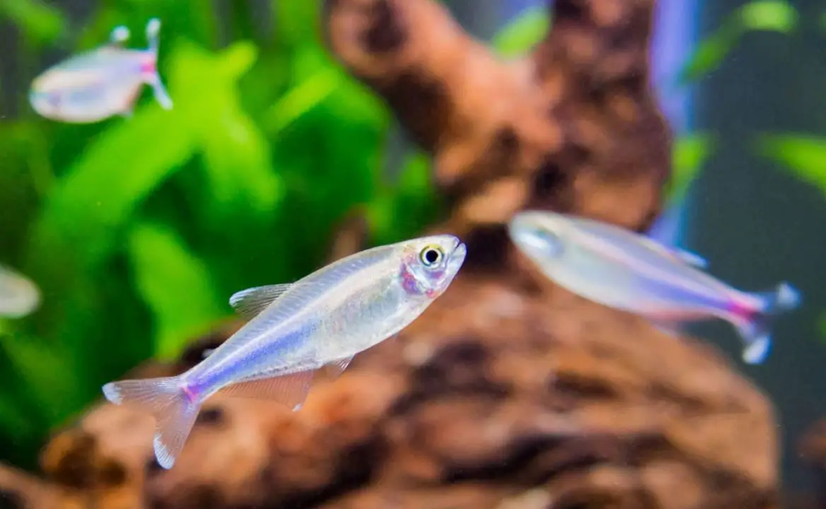 blue tetra