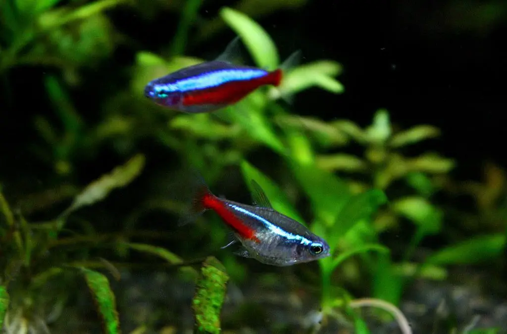 cardinal tetra and neon tetra