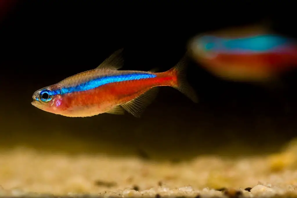 cardinal tetra