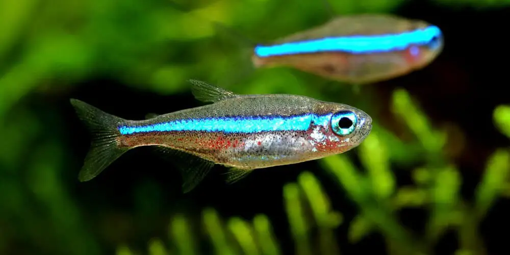 neon tetra fish food