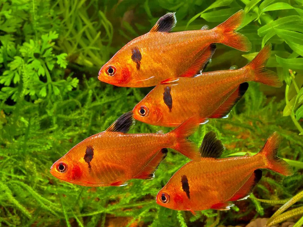 tetra fish types