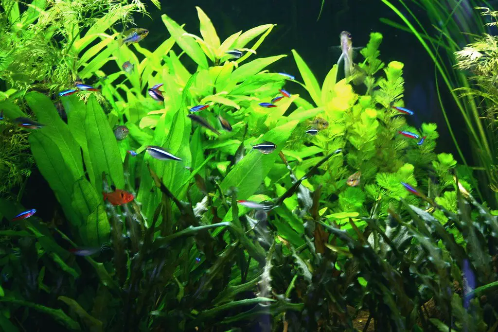 Set up an Aquarium for Tetra Fish