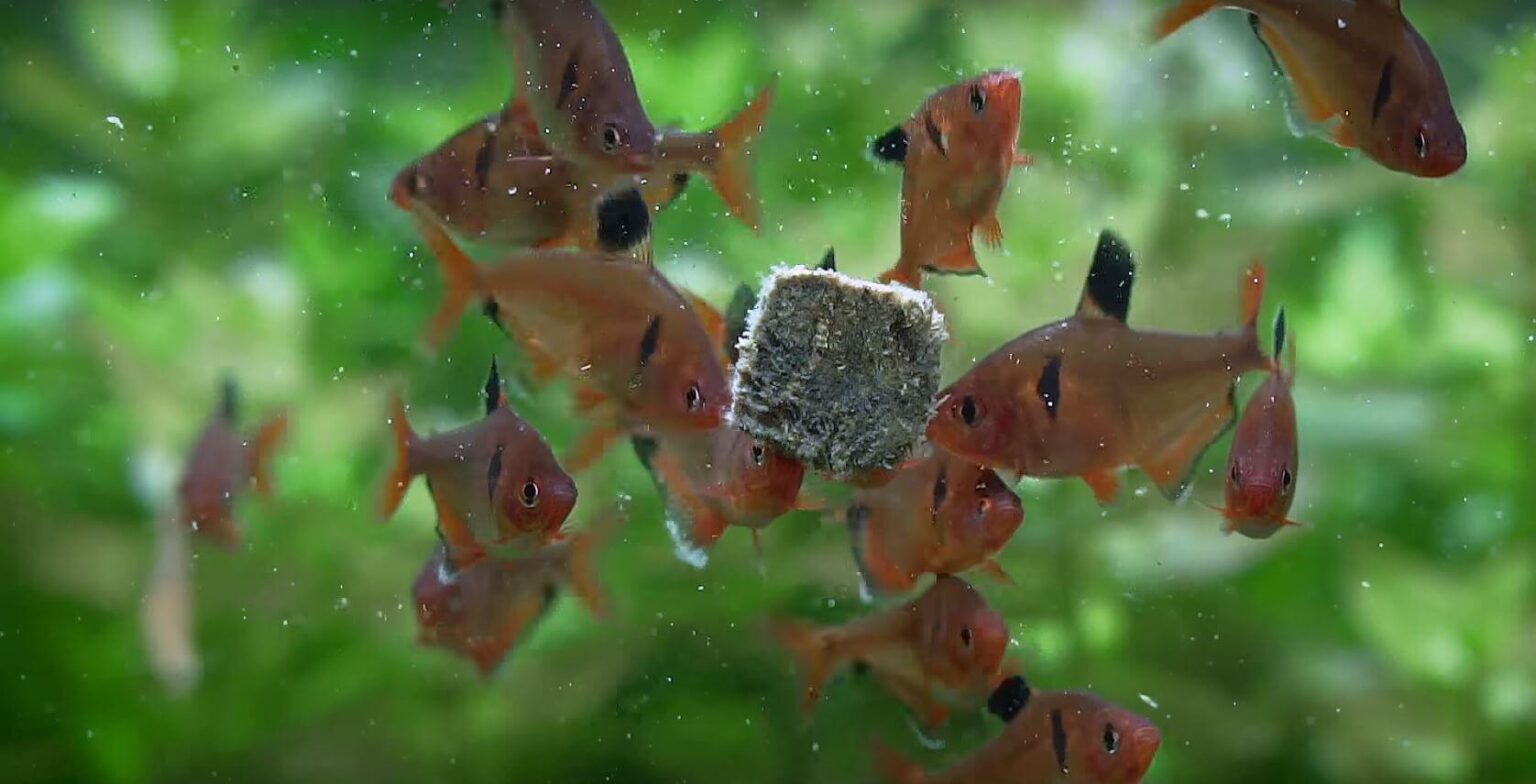 Best Fish Food for Tetras: Unlocking the Secrets of a Vibrant Aquarium