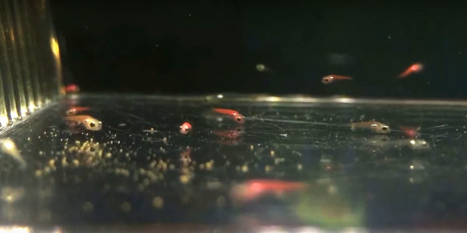 Breeding GloFish Tetras A Comprehensive StepBy Step Guide