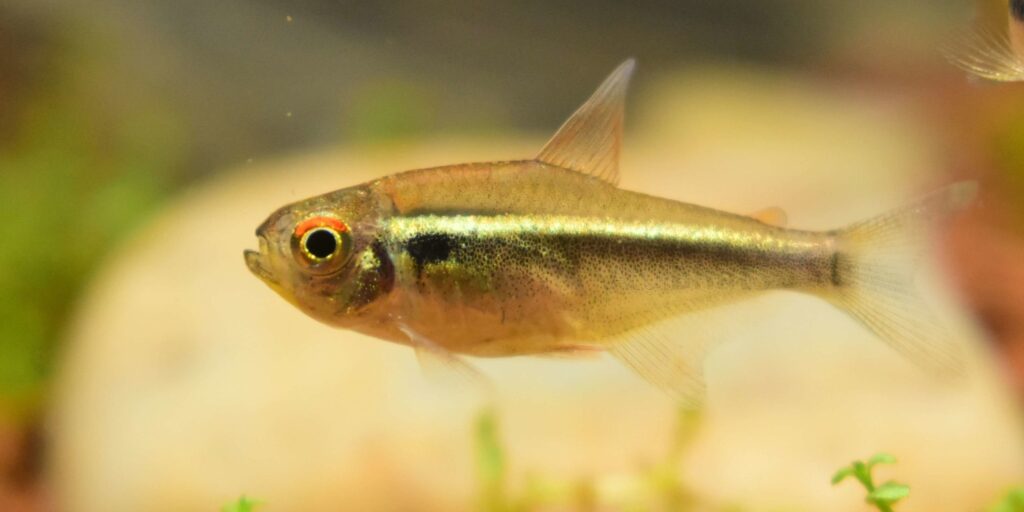 Are tetra hardy fish? | Black Neon Tetra