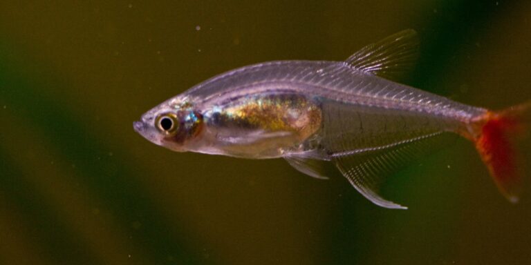 Glass Bloodfin Tetra Care: Ideal for the Novice? - Care Sheet - Tetra ...