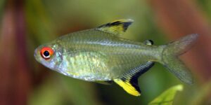 Lemon Tetra (Hyphessobrycon pulchripinnis): Care Sheet