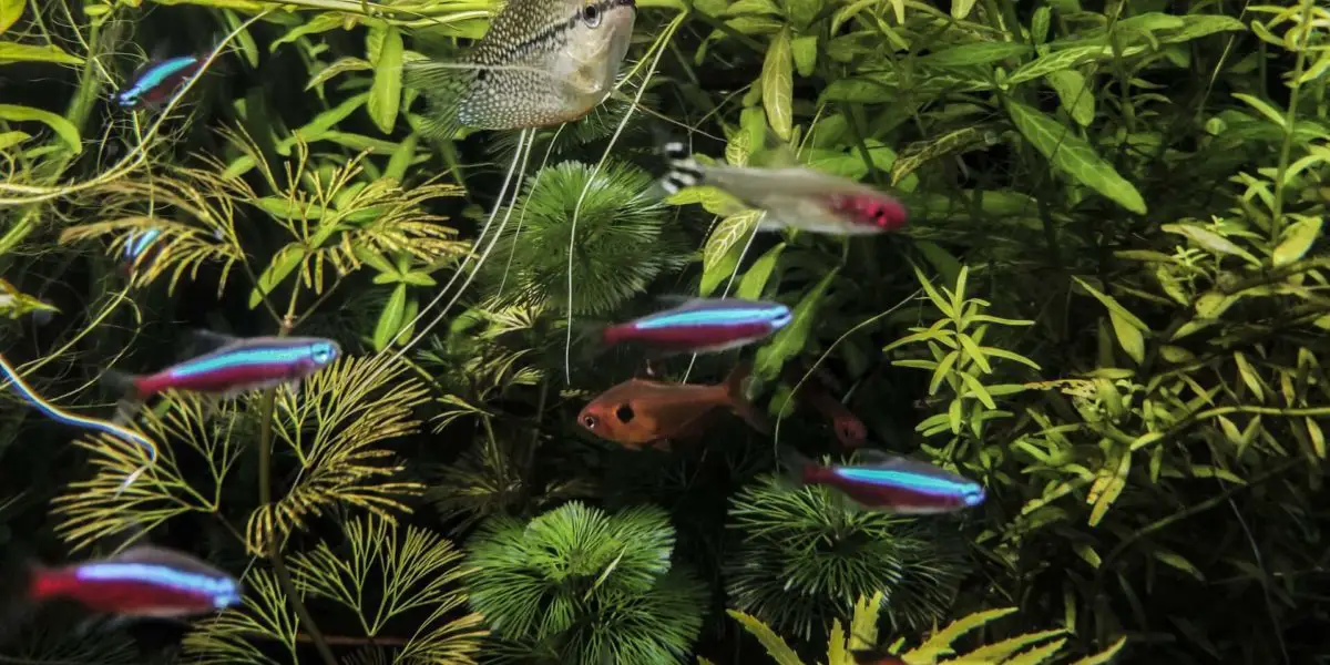 Are Tetras Fin Nippers? Are They Aggressive? - Tetra Fish Care