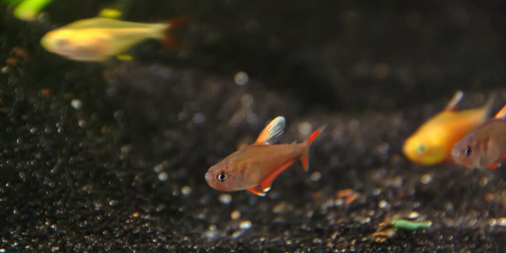 Rosy tetra are tetra tropical fish