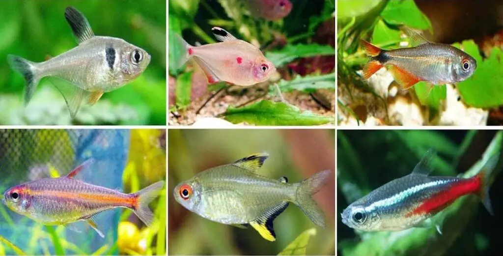 Tetra Fish Easy To Care And Keep