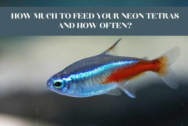 How Much To Feed Your Neon Tetras And How Often?