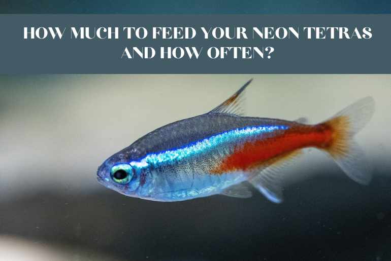 how much to feed neon tetra