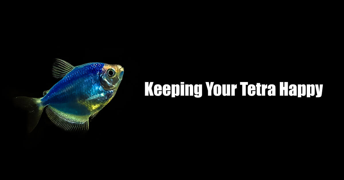 Keep Tetra Fish