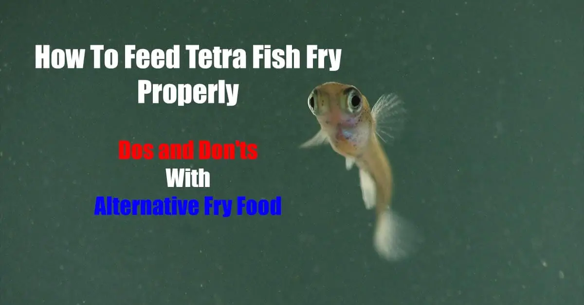 Feed Tetra Fish Fry Properly