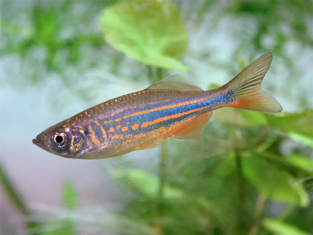 Danio débil