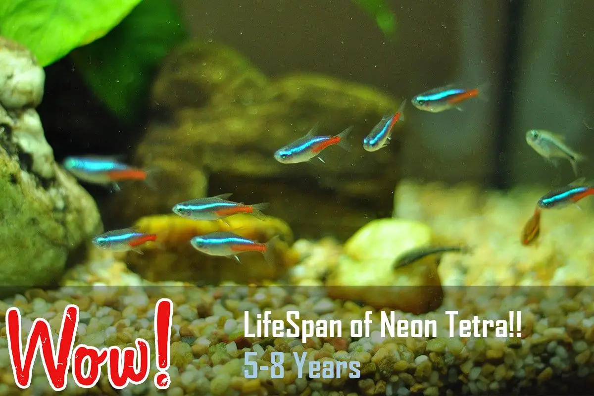 Lifespan of Neon Tetra