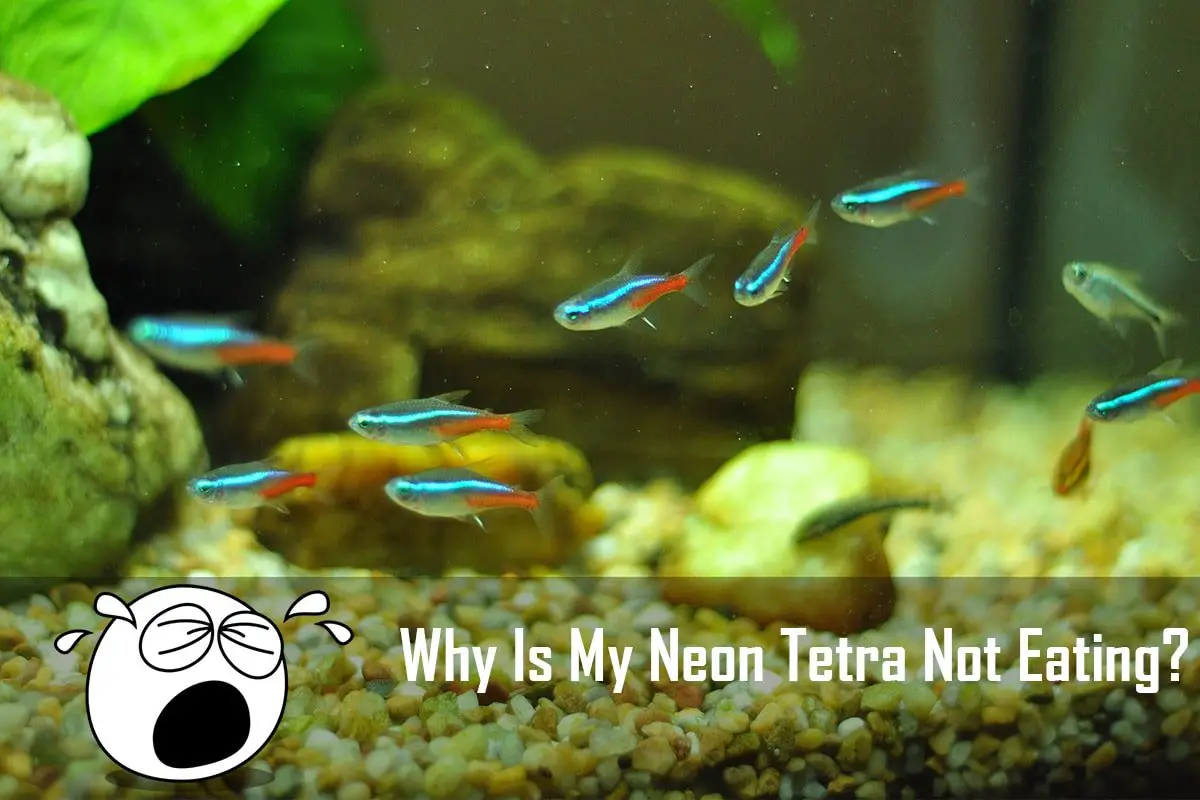 Neon Tetra Not Eating