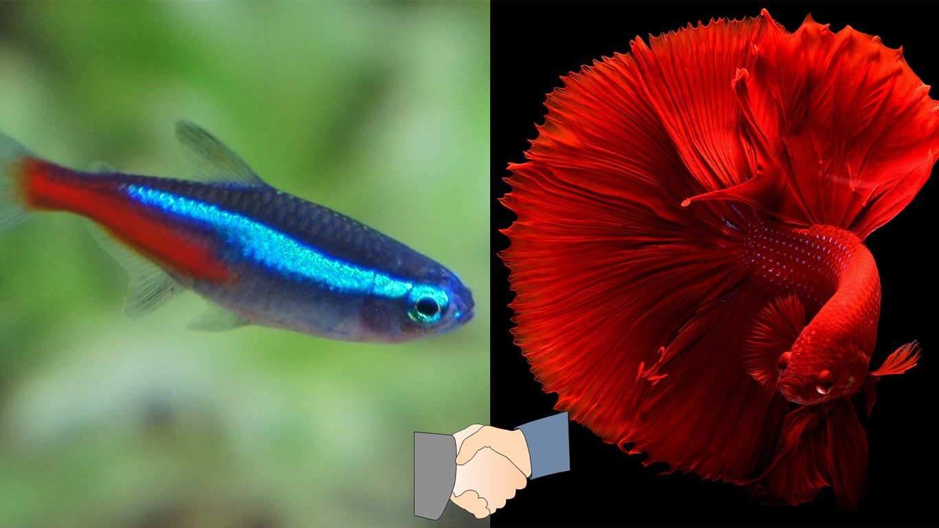 Can Neon Tetra and Betta Stay Together