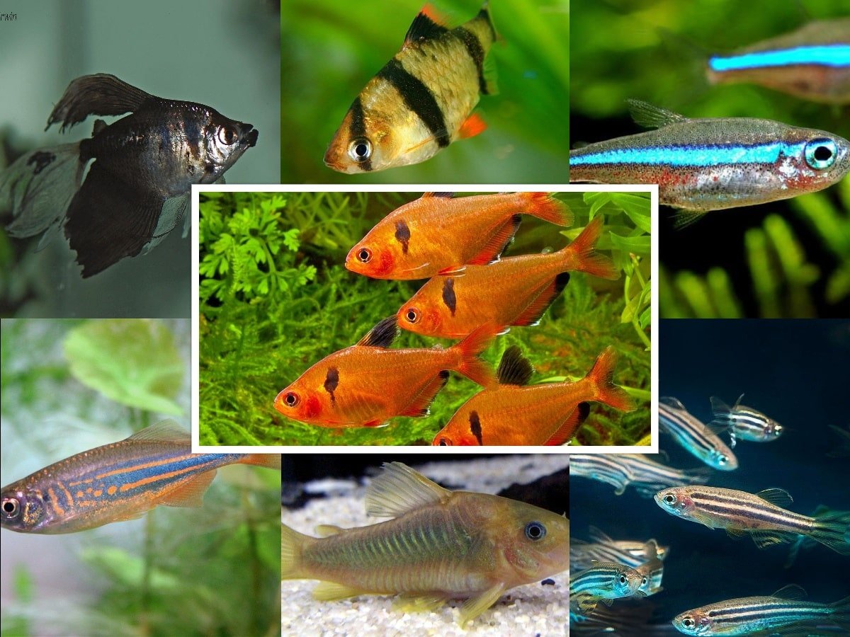 Looking For A Community Tank Here Are 7 Best Serpae Tetra Tank Mates,1969 Penny Floating Roof