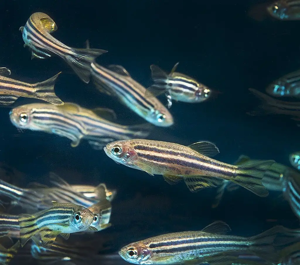 ZebraFish