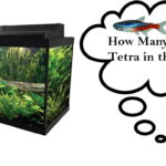 How Many Tetra Fish Per Gallon of Water? - Tetra Fish Care