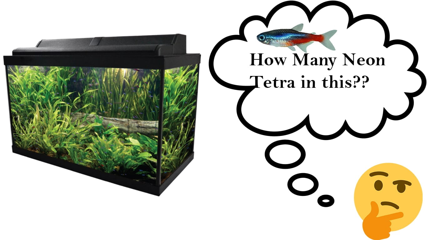 How Many Neon Tetra in different Gallon Tank